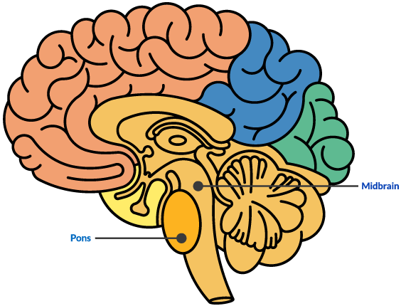 Midbrain